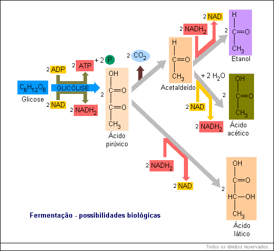 Fermentação - Aula de Biologia | Educabras