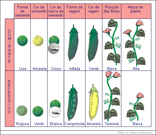 Primeira Lei de Mendel - Métodos de Mendel - Ensino Médio