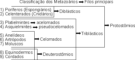 Classificação dos Metazoários - Filos principais