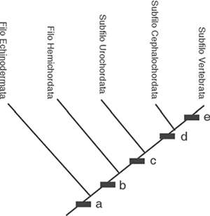Relações filogenéticas entre os deuterostômios