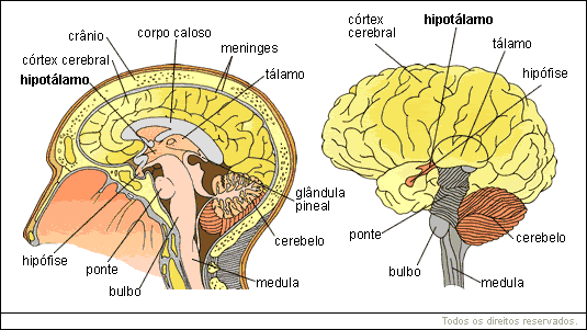 Sistema nervoso central