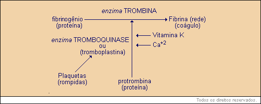 O mecanismo de coagulação responsável pela formação de fibrina implica numa série complexa - ou cadeia - de reações interrelacionadas.