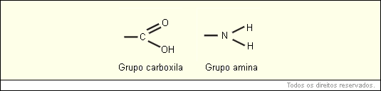 grupo carboxila e um grupo amina
