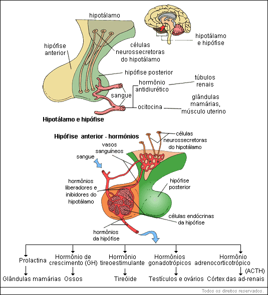 Hipotálamo e hipófise - Hipófise anterior - hormônios