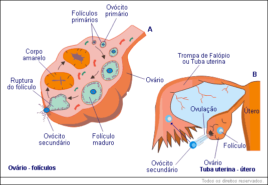 Ovário - folículos, Tuba uterina - útero