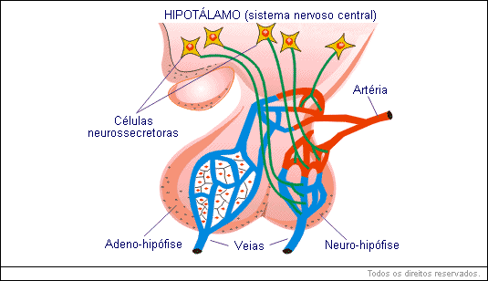 Hipotálamo - sistema nervoso central