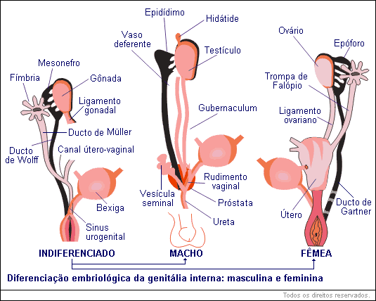 Embriologia da genitália