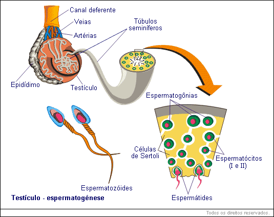 Testículo - espermatogênese
