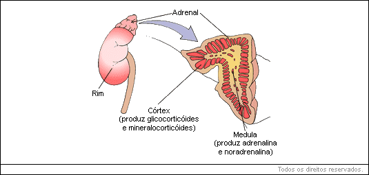 Glândula suprarrenal