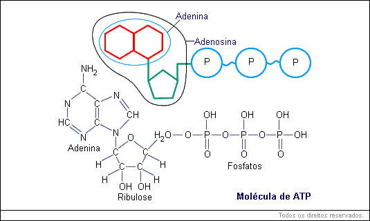 Molécula de ATP