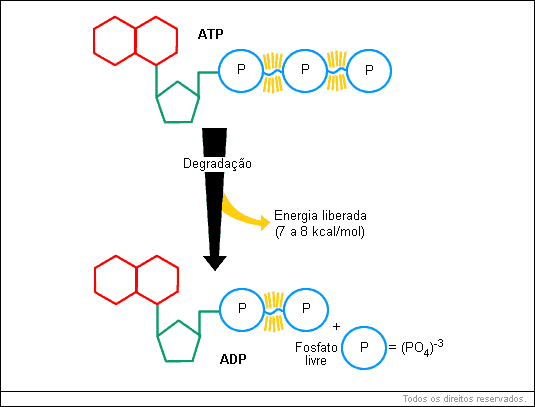 metabolismo energético consiste, em última análise, num conjunto de reações exotérmicas e endotérmicas acopladas e interligadas pelo ATP