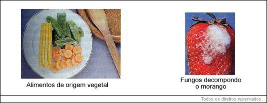 alimentos de origem vegetal