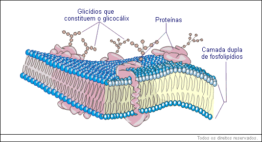 Glicídios que constituem o glicocálix, proteínas, camada dupla de fosfolipídios