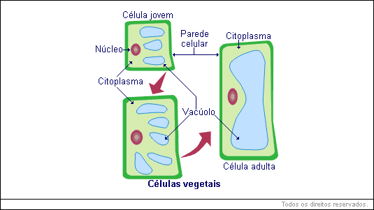 Células vegetais