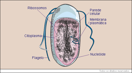 célula procariótica