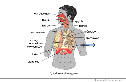 Epiglote e diafragma