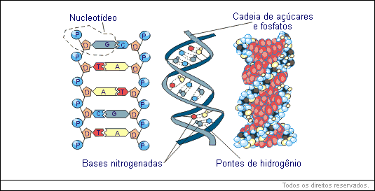 DNA e RNA - Aula de Biologia | Educabras