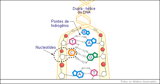 Estrutura da molécula de DNA