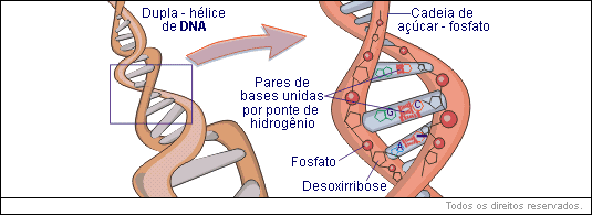 dupla hélice de DNA