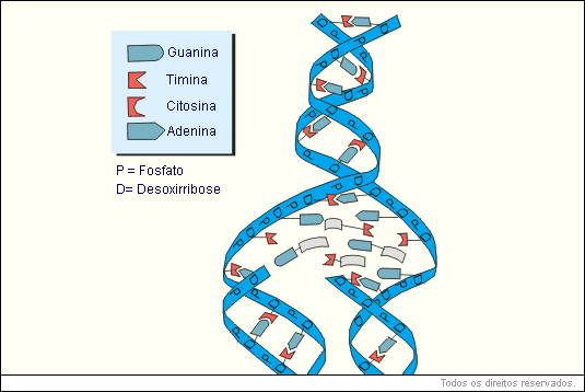 Papel biológico do DNA - autoduplicação