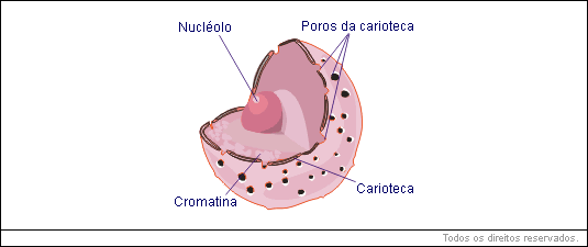 Estrutura do núcleo