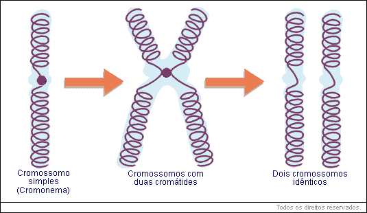 filamento de cromatina (DNA + histonas) cromossômica
