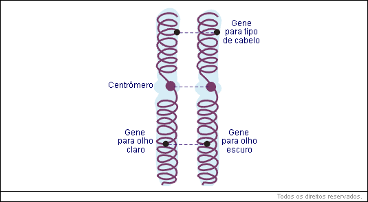 genes alelos