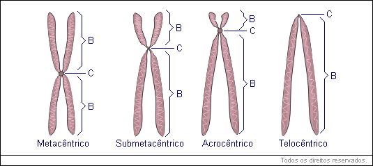 A forma dos cromossomos depende da relação de tamanho entre seus braços