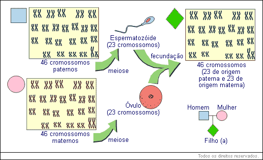 cromossomos homólogos numa célula diploide