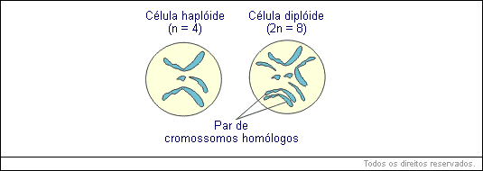 haploides
