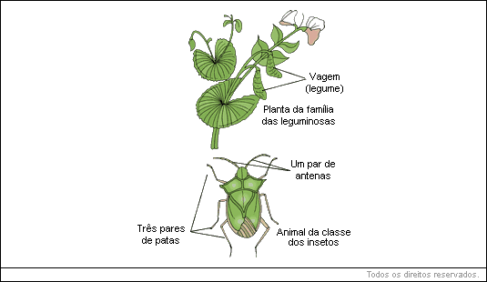 Planta da família das leguminosas, animal da classe dos insetos