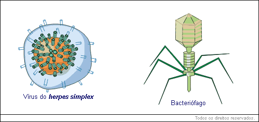 Vírus do herps simplex, bacteriófago