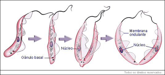 A reprodução é sexuada ou assexuada por divisão longitudinal