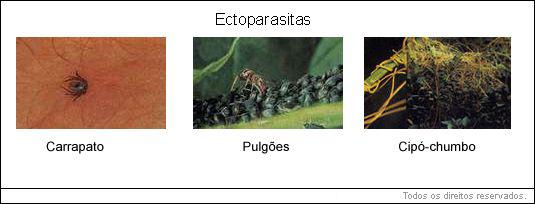 ectoparasitas 
