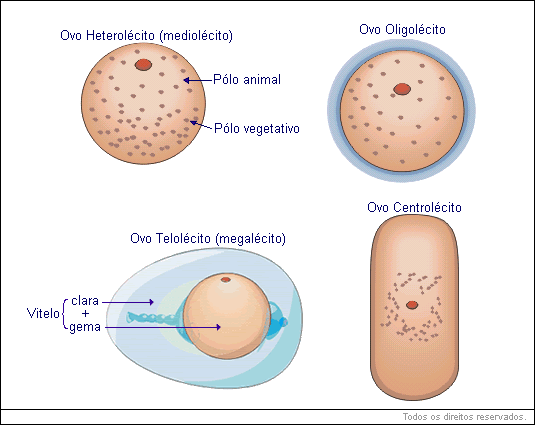 Tipos de óvulos 