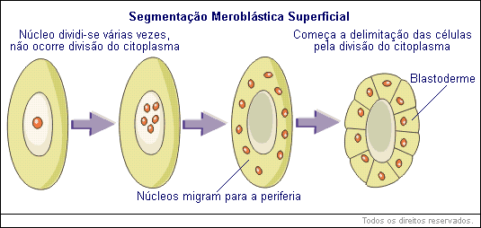 Segmentação Meroblástica Superficial