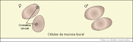 células da mucosa bucal