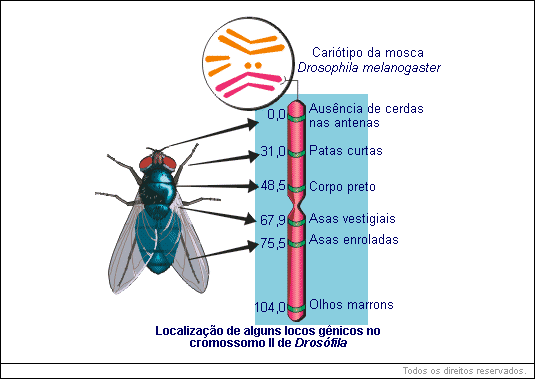 localização de alguns locos gênicos