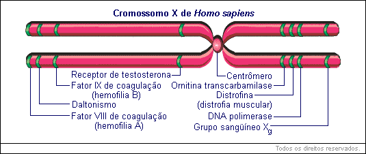 cromossomo X de Homo Sapiens