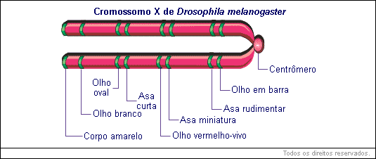 cromossomo X de Drosophila melanogaster