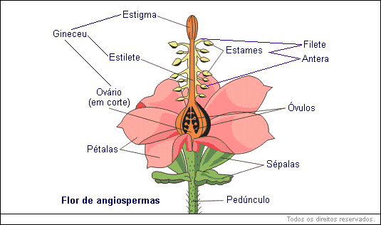 flor de angiospermas