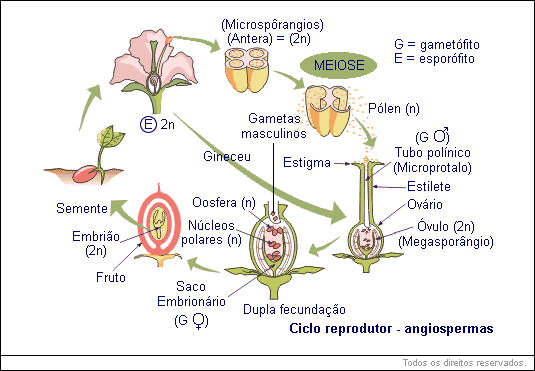 Ciclo reprodutor - angiospermas