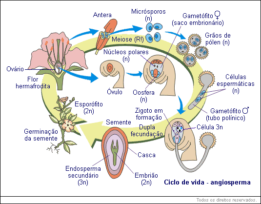 Ciclo de vida - angiosperma