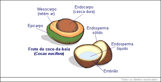 fruto do coco-da-baía