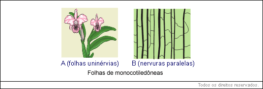 folhas de monocotiledôneas
