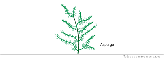 o filocládio ocorre no aspargo