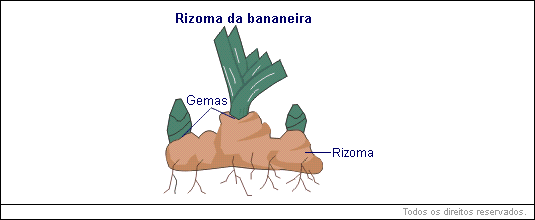 rizoma subterrâneo