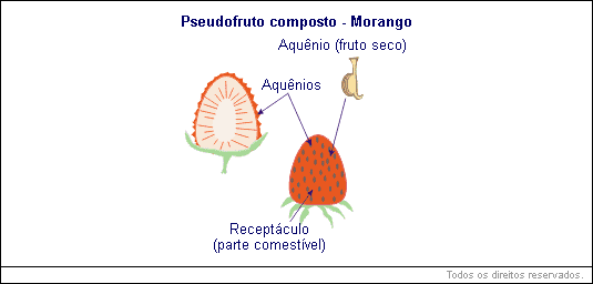 pseudofruto composto