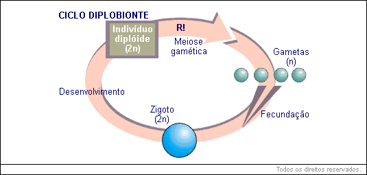 Ciclo Diplobionte