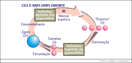 Ciclo Haplodiplobionte 